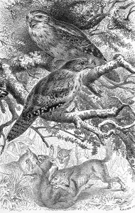Bird, Giant swallow, tawny frogmouth (Podargus strigoides)