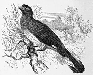 Bird, Girdle-bird, Schizorhis zonura