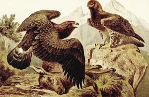 Bird, Golden eagle (Aquila chrysaetos) with prey