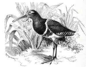 Bird, Golden Rail, Golden Rail