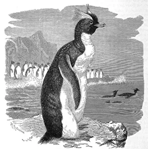 Bird, Golden-throated diver chrysocome
