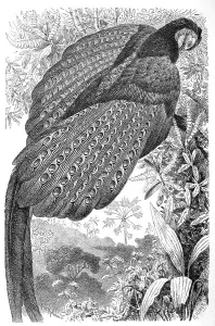 Bird, great argus (Argusianus argus) or Argus Peafowl