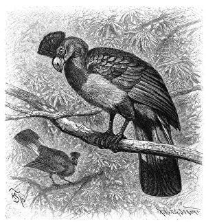 Bird, great blue turaco (Corythaeola cristata)