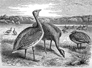 Bird, Great Bustard (Otis tarda)
