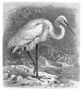Bird, Great Egret (Egretta alba) great egret