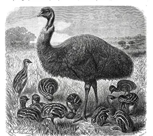 Bird, Great Emu (Dromaius novaehollandiae)