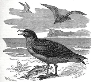 Bird, Great Skua (Stercorariidae) (Catharacta skua) syn