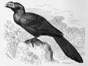 Bird, greater ani (Crotophaga major)