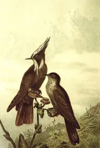 Bird, green-bearded helmetcrest (Oxypogon guerinii)