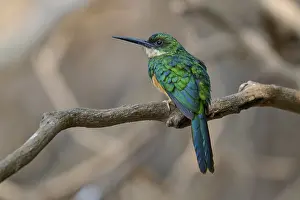 Bird with green plumage sitting quietly on a branch