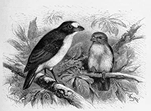 Bird, Guttamara, violaceous euphonia