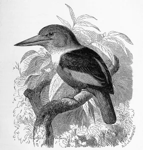 Bird, Haleyon semicoeruleus, Tree Kingfisher