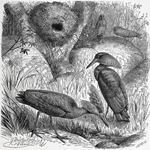 Bird, Hammerhead (Scopus umbretta) or hamerkop