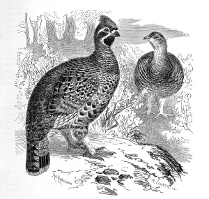 Bird, Hazel Grouse (Bonasa bonasia) Syn