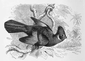 Bird, Helmet bird, Corythais leucotis