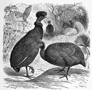 Bird, helmeted guineafowl (Numida meleagris)