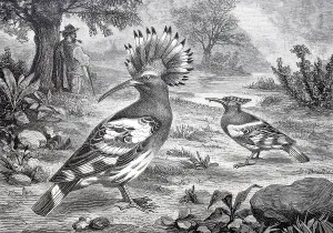 Bird, Hoopoe, Upupa epops, Historical