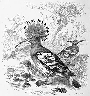 Bird, hoopoes (Upupa epops), Historical