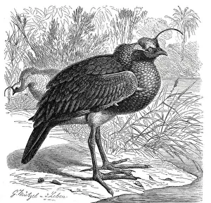 Bird, Horned Screamer (Anhima cornuta)