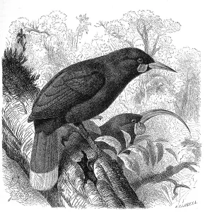 Bird, Huia (Heteralocha acutirostris) or huia