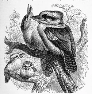 Bird, Hunters Kingfisher or Giant Kingfisher