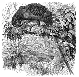 Bird, Hyacintharara, Sittace hyacinthina