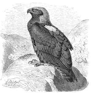 Bird, Imperial Eagle, also eastern imperial eagles (Aquila heliaca)