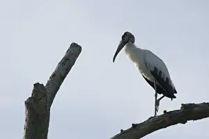Bird, Jaburu-moleque, Pantanal
