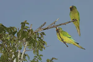 Bird, Jandaia-coquinho, Pantanal