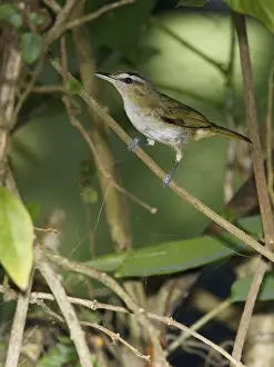 Bird, Juruviara, Thirty-and-a, Ilha do Mel