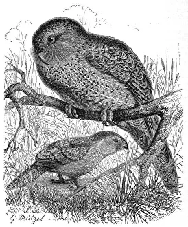 Bird, Kakapo (Strigops habroptila)