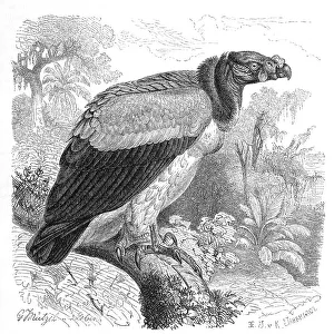Bird, King Vulture (Sarcoramphus papa)