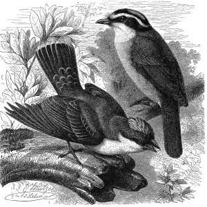 Bird, Kingbird, Tyrannus carolinensis and Bentevi