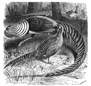 Bird, lady amhersts pheasant (Chrysolophus amherstiae) or Amherst Pheasant