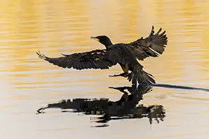 Bird landing on still water surface