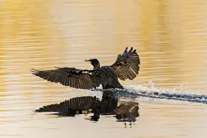 Bird landing on the water, wings spread wide with reflective surface