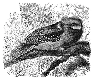 Bird, large frogmouth (Batrachostomus auritus)