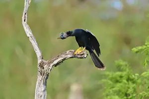 A bird leans forward, sitting on a gnarled branch against a green background