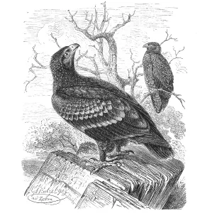 Bird, Lesser Spotted Eagle (Aquila pomarina) syn