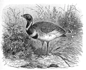 Bird, Little Bustard (Tetrax tetrax)