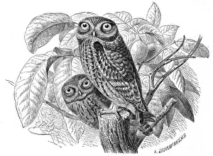 Bird, Little Owl (Athene noctua)