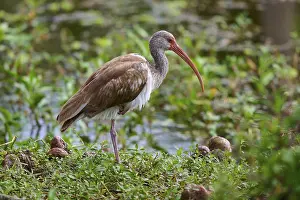 A bird with a long beak stands in a green