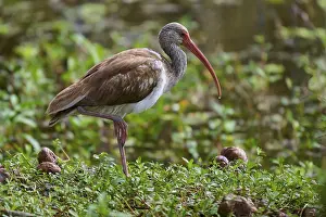 A bird with a long beak stands in a green