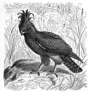 Bird, long-crested eagle (Lophaetus occipitalis)