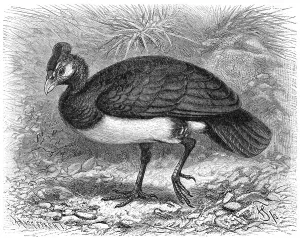 Bird, maleo (Macrocephalon maleo)