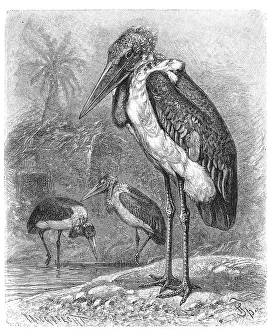Bird, marabou stork (Leptoptilos crumeniferus)