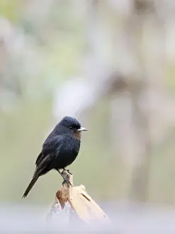 Bird, Maria-black-of-throat-red