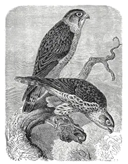 Bird, Merlin (Falco columbarius)