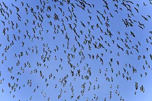 Bird migration: Flying nun geese