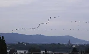 Bird migration over Radolfzell on Lake Constance
